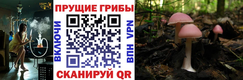 Псилоцибиновые грибы ЛСД  Мичуринск 